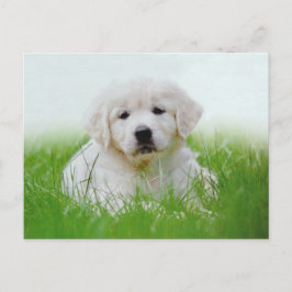 Postal Cuidada Golden Retriever Cuppy Dog Green Grass