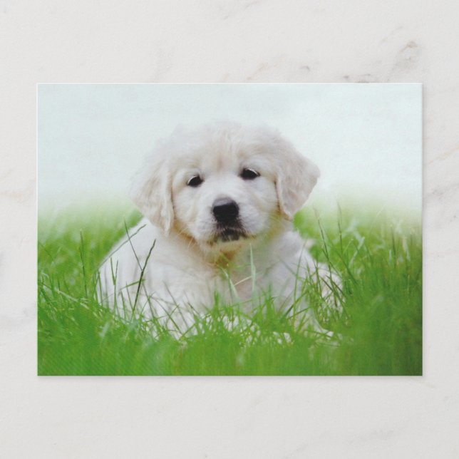 Postal Cuidada Golden Retriever Cuppy Dog Green Grass (Anverso)