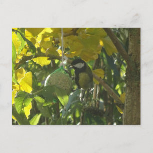 Postal Cuidada Pequeña Comida Bird DIY