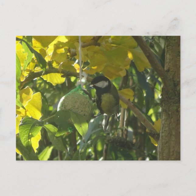 Postal Cuidada Pequeña Comida Bird DIY (Anverso)