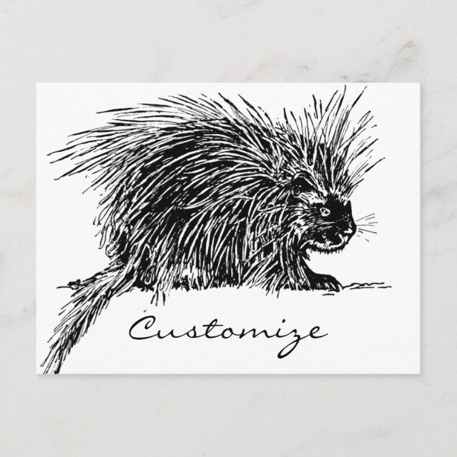 Postal Cuidada y espeluznante Hedgehog Thunder_Cove (Anverso)