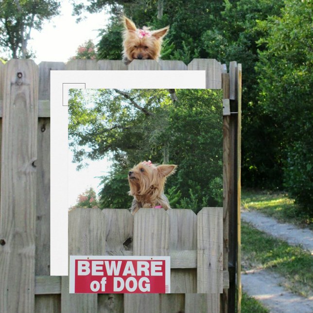 Postal Cuidado con el perro de pequeño Yorkie (Subido por el creador)