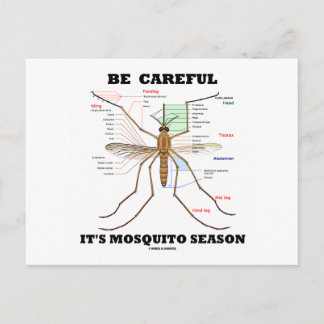 Postal Cuidado con la temporada de mosquitos (anatomía de