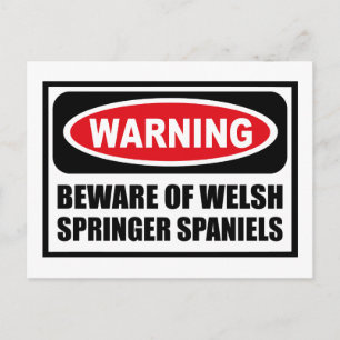 POSTAL CUIDADO DE LA POSIBILIDAD DE WELSH SPRINGER SPANIE