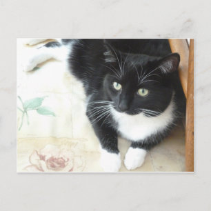 Postal Cuidado gato blanco y negro
