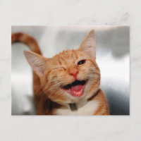 Cuidado gato de tabique llorando con un ojo
