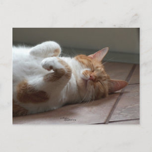 Postal Cuidado gato naranja durmiendo Postcard