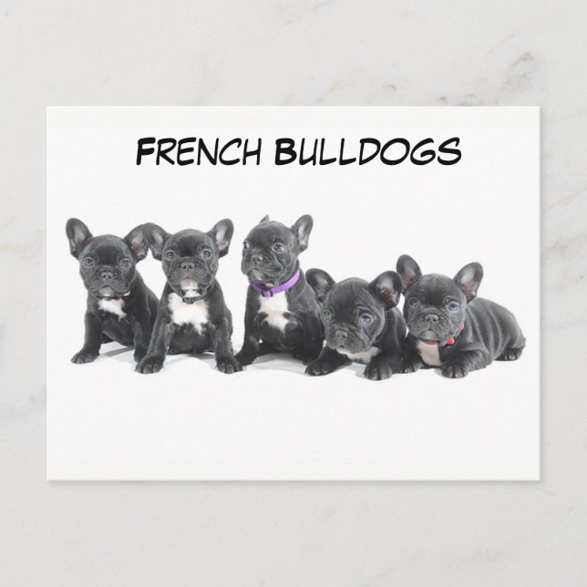Postal Cuidados cachorros de Bulldog franceses (Anverso)