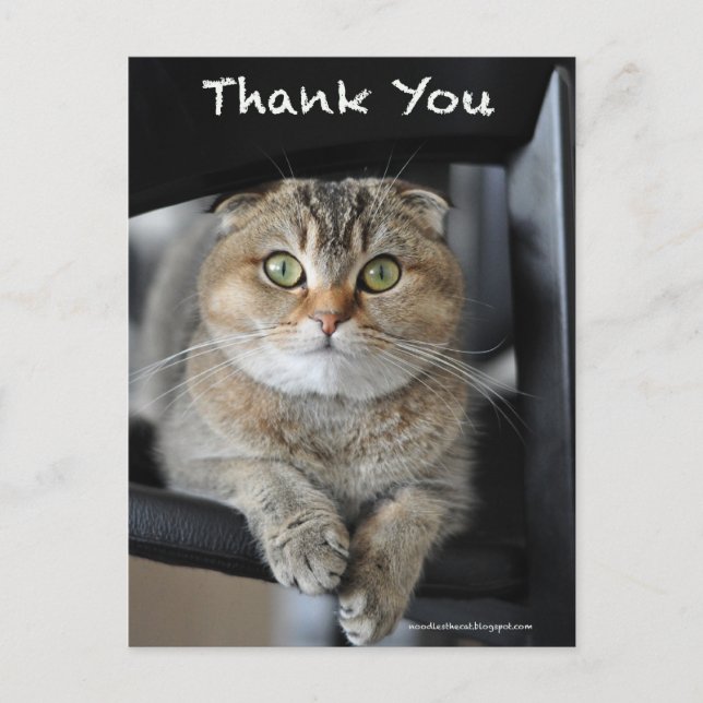 Postal Cuidados escoceses doblar fideos gatos gracias pos (Anverso)