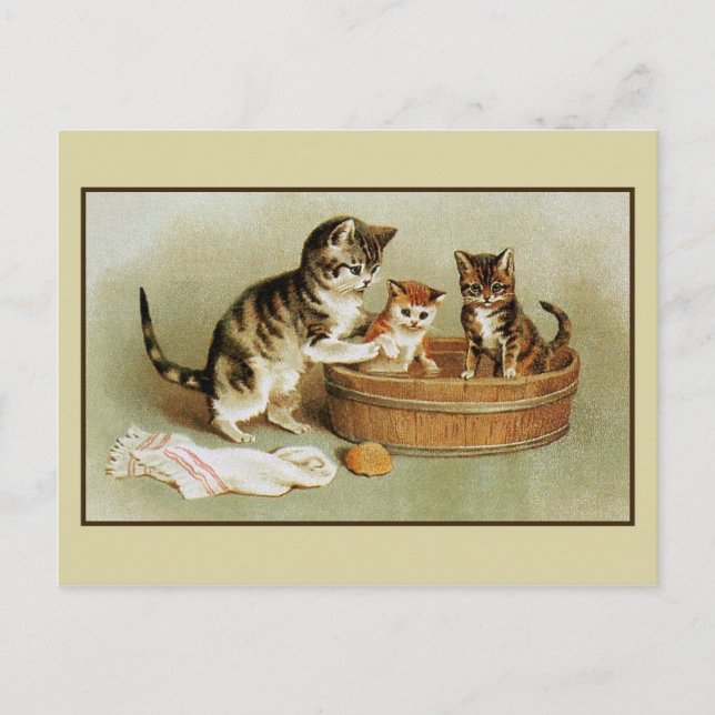 Postal Cuidados gatitos de baño de gatitos victorianos en (Anverso)