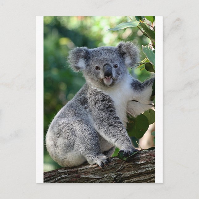 Postal Cuidadosamente koala australiana (Anverso)
