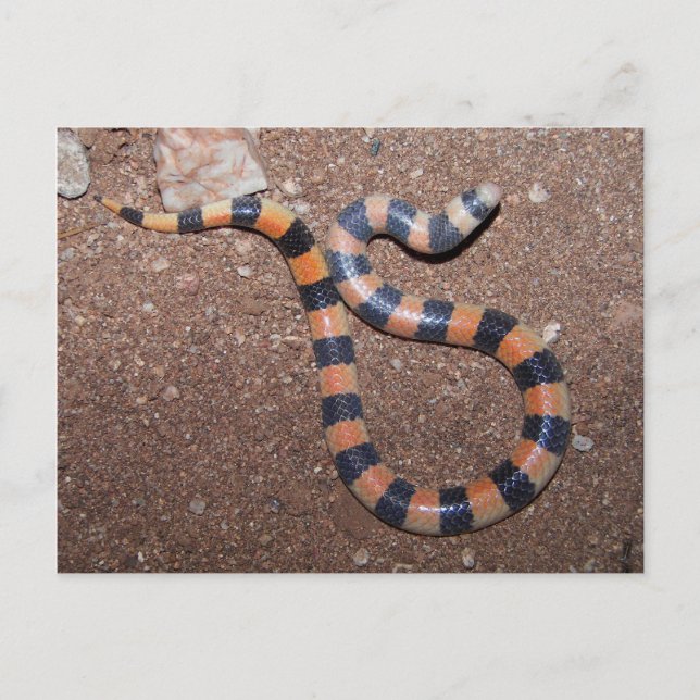 Postal Culebra de arena variable de Arizona (Anverso)