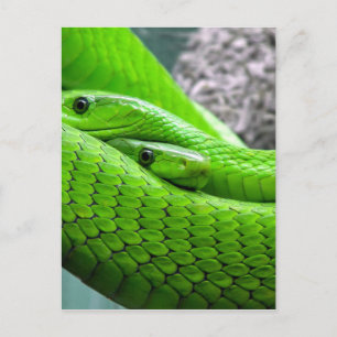 Postal Culebra Verde