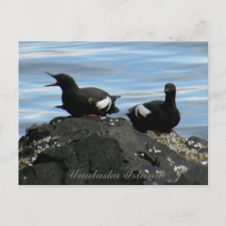Postal Culpables en una roca, isla Unalaska