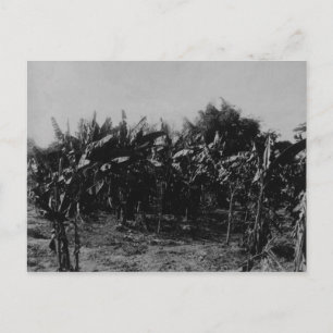Postal Cultivación bananera, Trinidad, c.1891