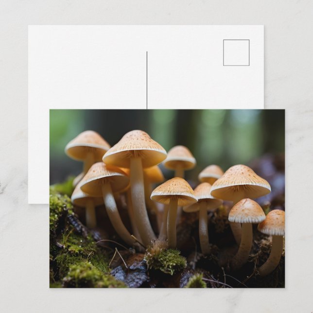 Postal Cultivando champiñones en el bosque (Anverso / Reverso)