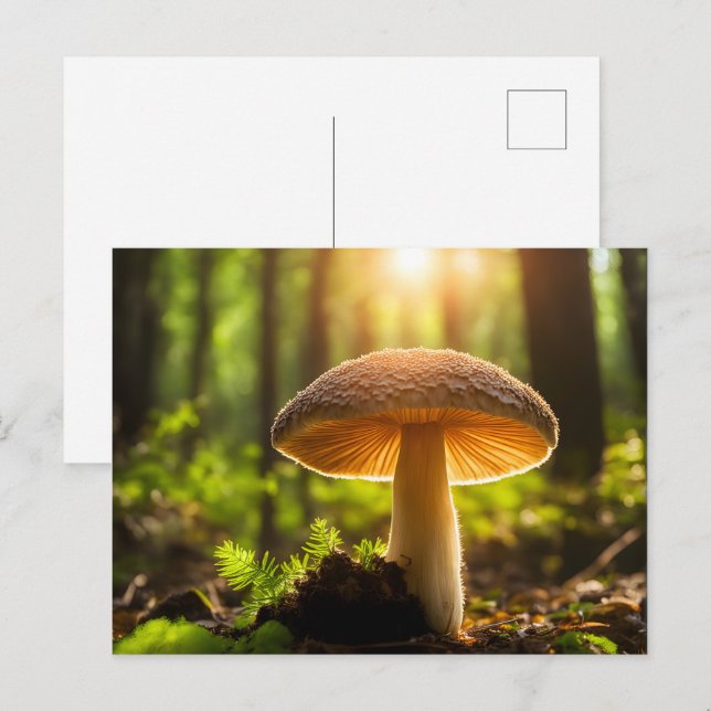 Postal Cultivando champiñones en el bosque (Anverso / Reverso)