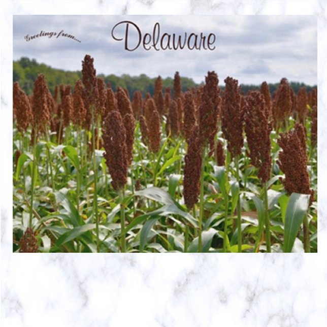 Postal Cultivo de sorgo en Delaware (Subido por el creador)