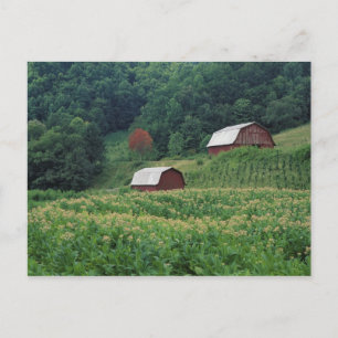 Postal Cultivo de tabaco y par de granos de tabaco rojos 