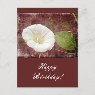 Postal Cumpleaños Bindweed - Salvaje Gloria de la Mañana 