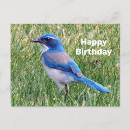 Postal Cumpleaños con foto de pájaro arrendajo azul bonit