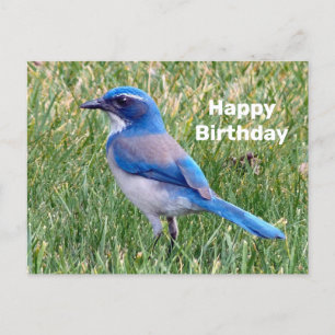 Postal Cumpleaños con foto de pájaro arrendajo azul bonit