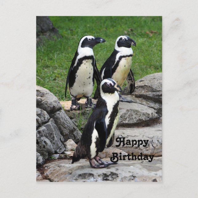 Postal Cumpleaños con foto de pingüino africano salvaje (Anverso)