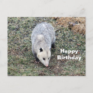 Postal Cumpleaños con foto de zarigüeya