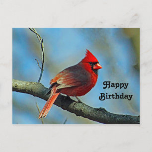 Postal Cumpleaños con foto del bonito cardenal rojo