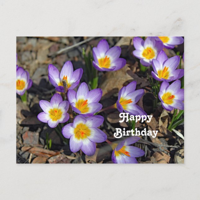 Postal Cumpleaños con foto floral de crocus morado bonito (Anverso)