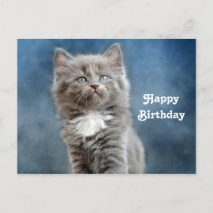 Postal Cumpleaños de foto de gatito gris y blanco lindo