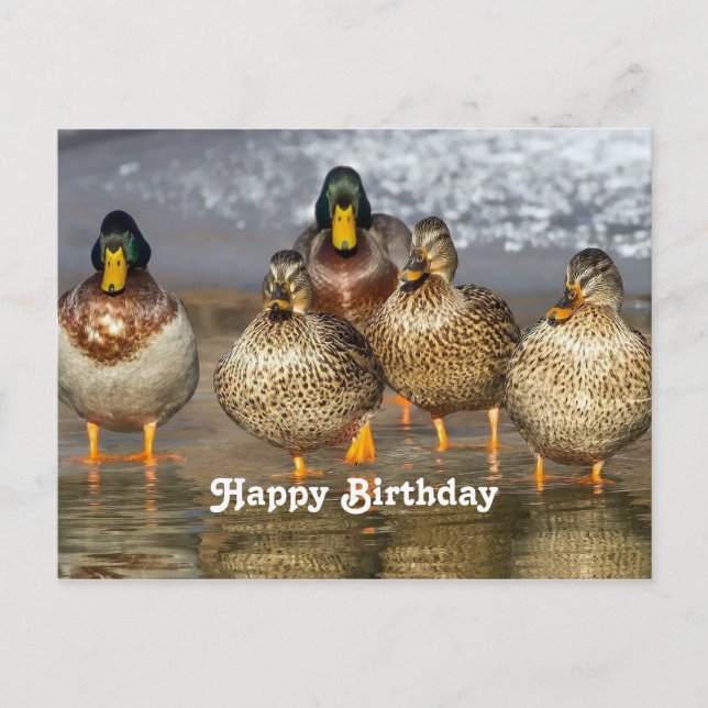 Postal Cumpleaños de foto de patos reales de vida silvest (Anverso)