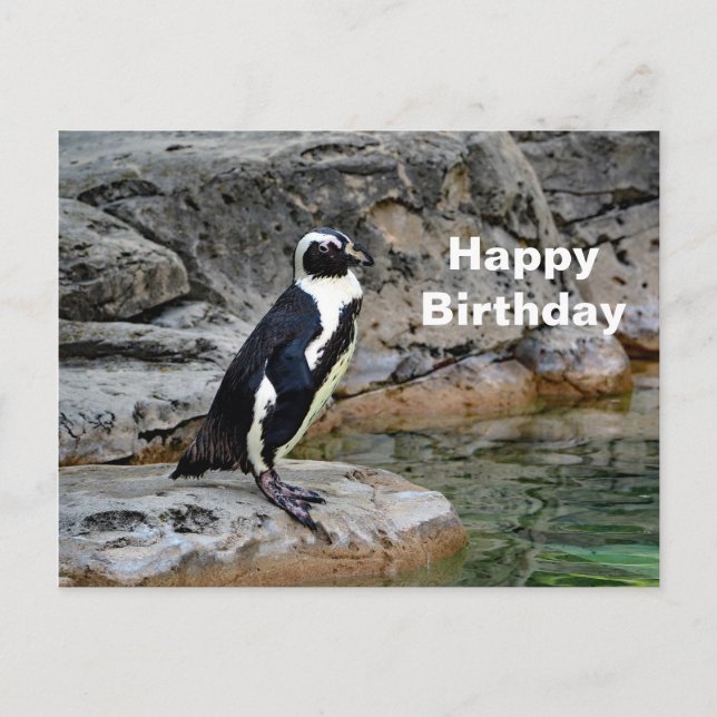 Postal Cumpleaños de foto de pingüino de vida silvestre (Anverso)