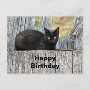 Postal Cumpleaños de foto de registro de gato negro bonit