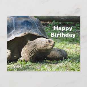 Postal Cumpleaños de foto de tortuga silvestre
