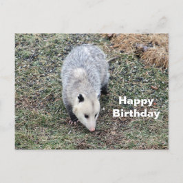 Postal Cumpleaños de la foto de Opossum