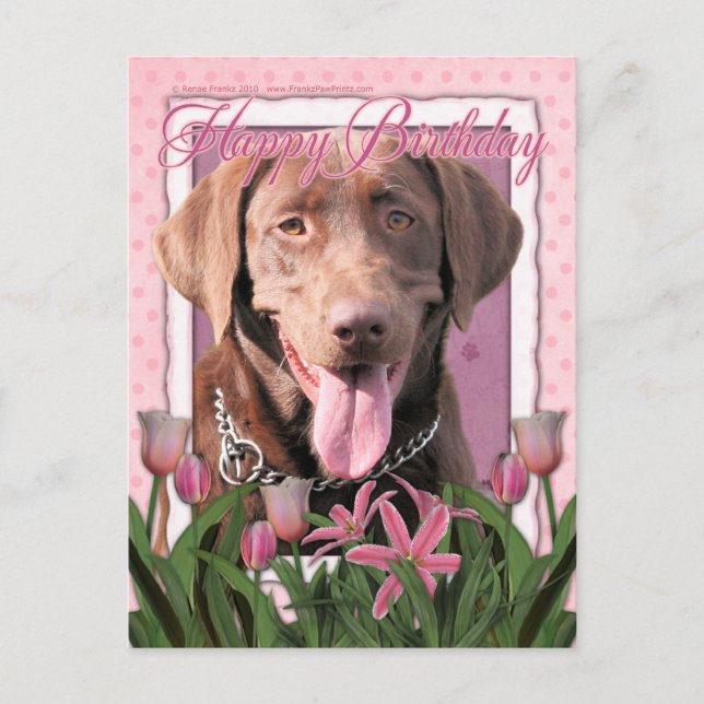 Postal Cumpleaños feliz - Labrador - Chocolate (Anverso)
