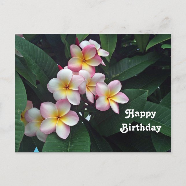 Postal Cumpleaños floral de Plumeria rosa y amarilla de b (Anverso)