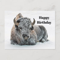 Cumpleaños Foto Búfalo Nieve Vida Silvestre