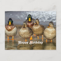 Cumpleaños Foto Patos Silvestres Ánade Real