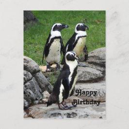 Postal Cumpleaños Foto Pingüino Africano Fauna