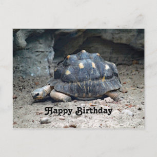 Postal Cumpleaños Foto Tortuga Reptil Fauna Silvestre