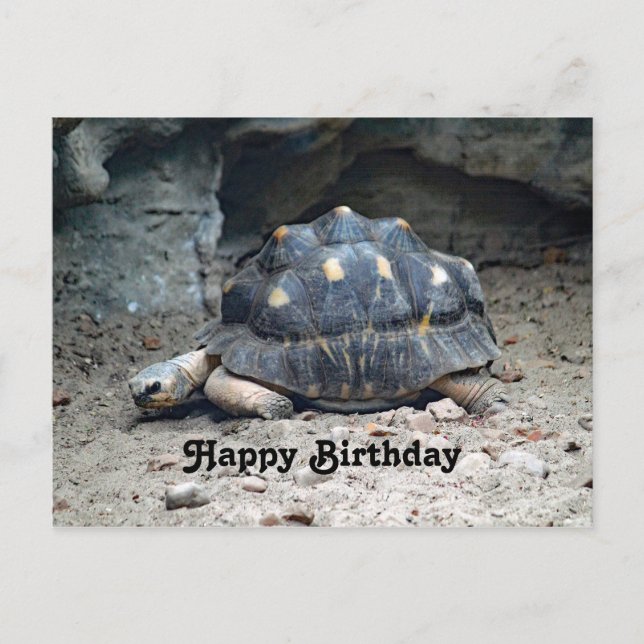 Postal Cumpleaños Foto Tortuga Reptil Vida Silvestre (Anverso)