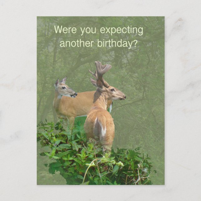 Postal Cumpleaños Whitetail Deer Buck & Doe (Anverso)