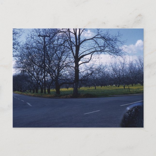 Postal Cupertino Orchard 1960 (Anverso)