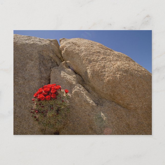 Postal Cupo Claret o cucactus mound de Mojave en flor (Anverso)