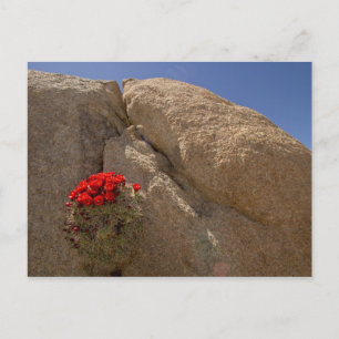 Postal Cupo Claret o cucactus mound de Mojave en flor
