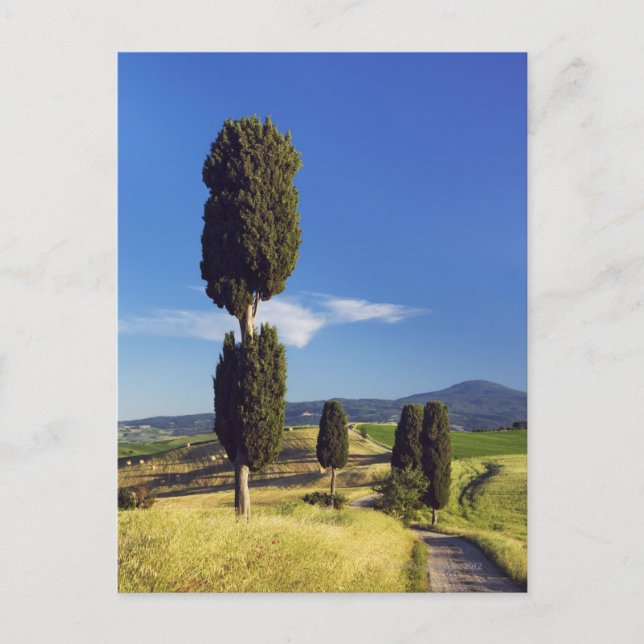 Postal (cupressus sempervirens) - Europa, Italia, (Anverso)