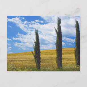 Postal (cupressus sempervirens) - Europa, Italia, 2