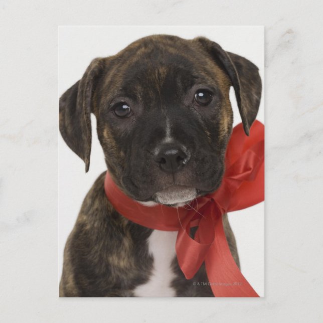 Postal Cúpula de Pitbull con cinta roja (Anverso)